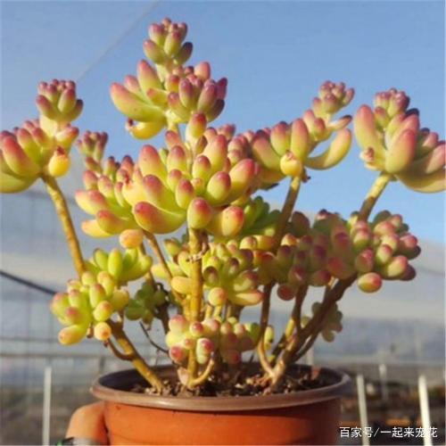 大盆多肉的魅力