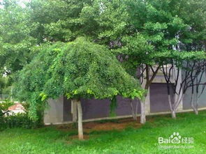 修剪与施肥：保持健康与美丽