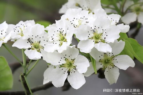 梨花树的奇幻之旅