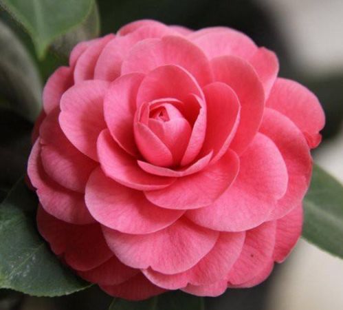 茶花新品“并蒂嫦娥”，寓意并蒂花开