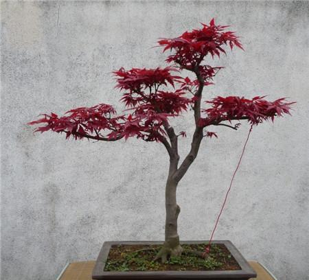 枫树的品种分布