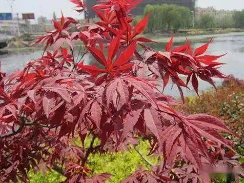 红枫的红色之谜