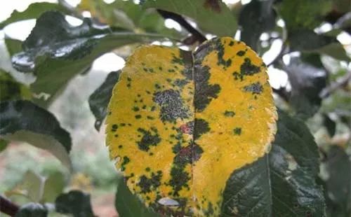 龙眼果锈病防治的初探