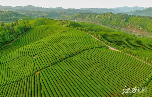 公益林的生态价值