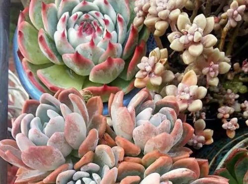 第四步：光照和温度