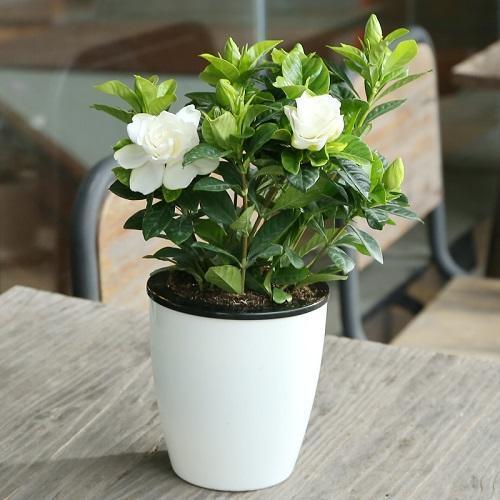 夏天种什么花(一),这些耐热耐晒易开花