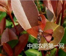 一、 红叶石楠叶斑病的症状