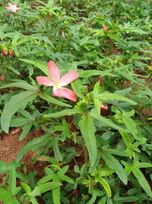 寻找花儿的名字