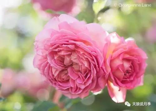 大卫奥斯汀：蕞成功的月季品种