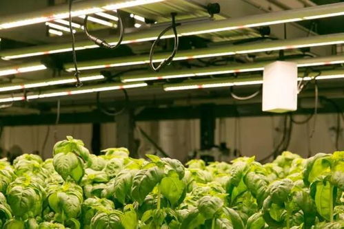 雅拉助安吉芥菜丰产，探讨新型肥料对芥菜产量提升的影响