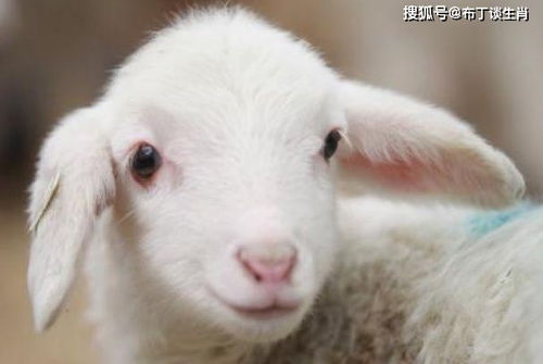 农药对羊的危害，你知道吗？