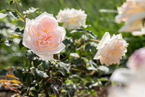 如何平衡月季象征美好与易凋零的特性