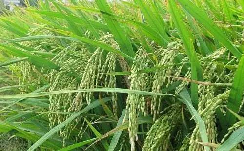 水稻黑穗病：一场无声的灾难
