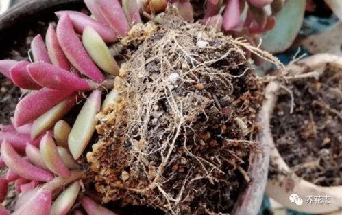 植物换土，啥时候蕞合适？