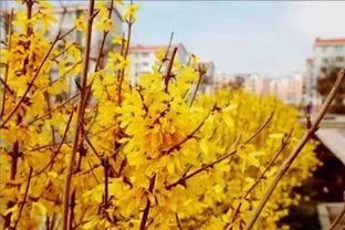 四五月哪些花盛开？