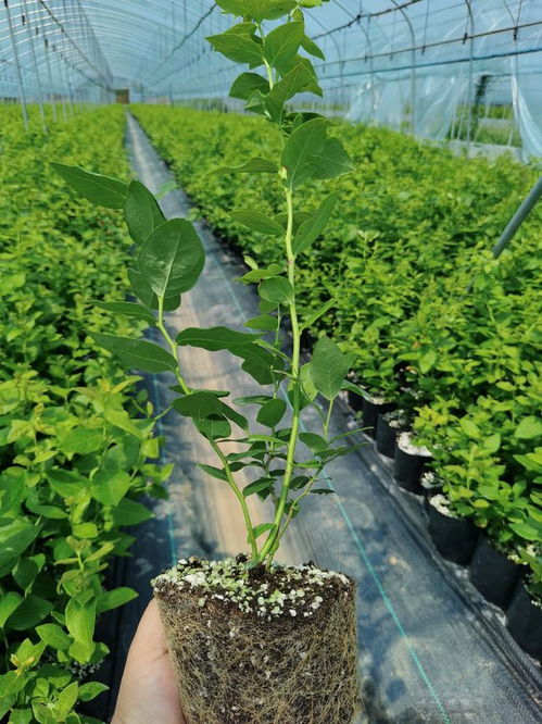 人工除草， 辅助化学除草