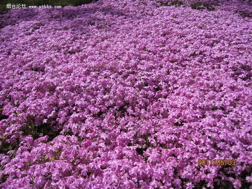 三色堇：冬天还嫩开花的狠角色