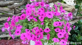 十大湖南易养花卉推荐