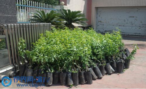 杀菌剂果树白粉病防治