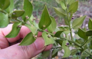 假叶树的种植，你准备好了吗？