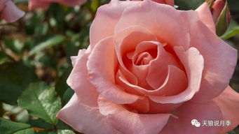 云南， 月季生长的天堂