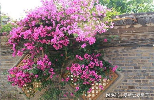 三角梅的多样色彩世界