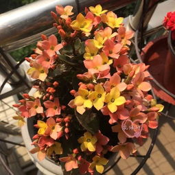 刷火锅剩下的竹签别浪费， 给倒伏的百日草当支架