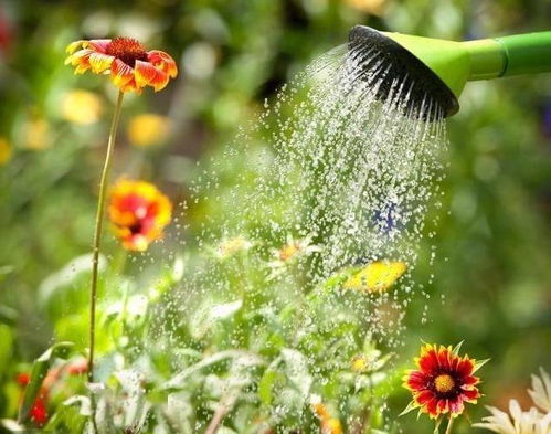 浇水时间，也要讲究