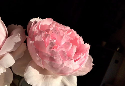 夏天剪枝的误会