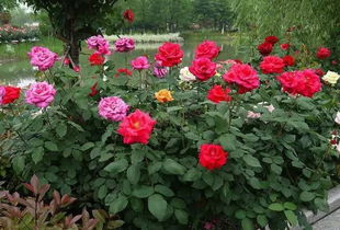 一、圣彼得公园月季的花期是多久呢？