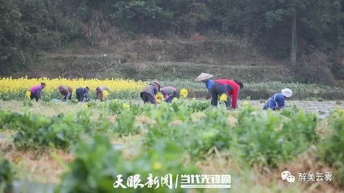 桃源油茶：疫情之下，生长的希望与力量