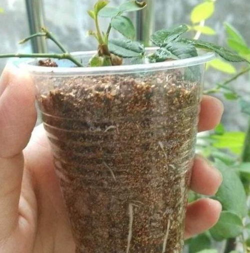 多菌灵的选择