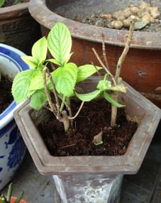 病虫害，不可忽视