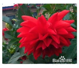 大丽菊怎么养殖？大丽花养殖方法与技巧有哪些需要注意的细节