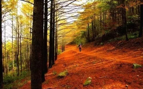 打造四季如春的园林美景