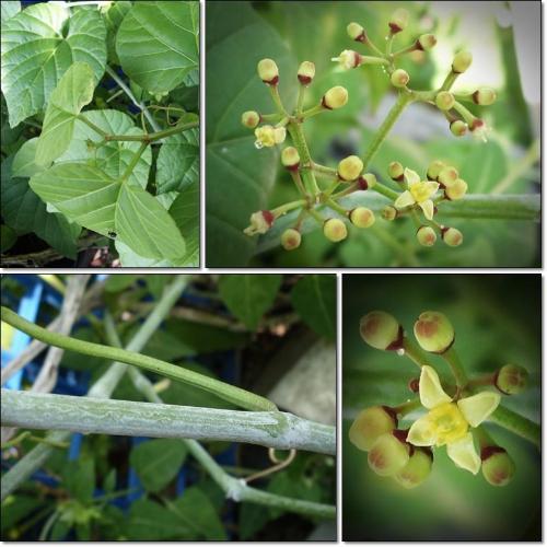 藤粉的来源：大自然的馈赠