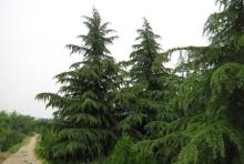 白茶，为雪松增添一抹清新的香气