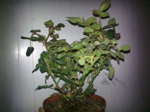 种植玫瑰花种子怎么容易发芽？