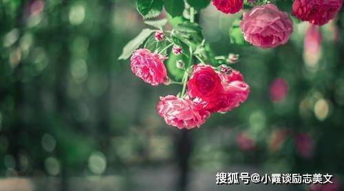 雨后蔷薇梗娇艳， 花香飘满小山村