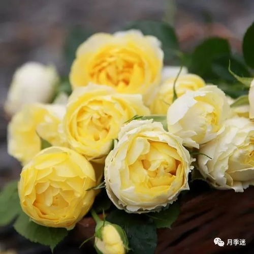 金丝雀月季是小不点儿的花儿吗？它除了好kan还有什么用处？