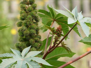 农村植物蓖麻：常见却隐藏凶险