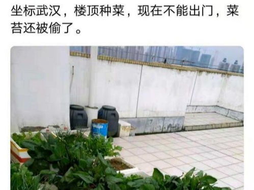 纸上种菜，只需简单几步