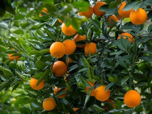 血橙高产种植需注意土壤、水分、光照等条件