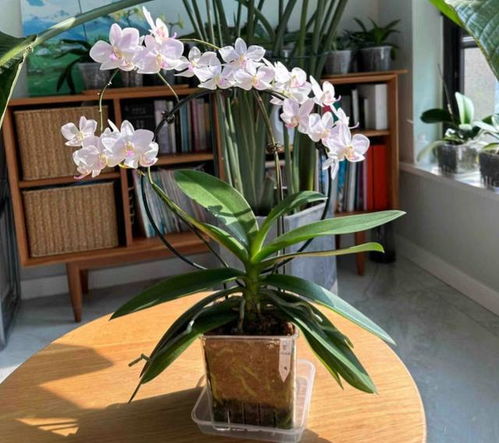 蝴蝶兰一年开几次花？不同养法花期大不同
