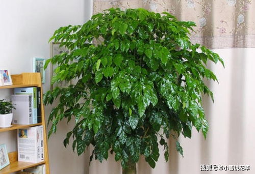 探究波露植物侧芽扦插方法，分析其成活率及影响因素