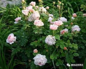 影响因素， 多如繁星