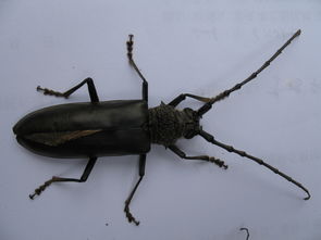 噻虫嗪颗粒喷树干能否有效杀死天牛幼虫，防止其侵害树木？