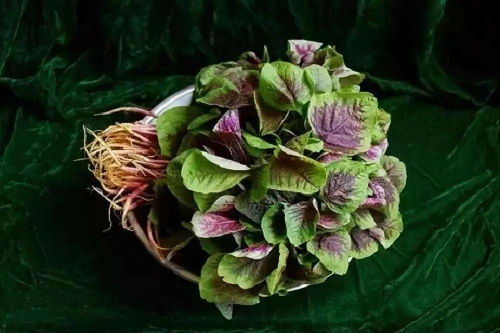 闺蜜用这三样厨房废料， 把蔫吧的锦带花养成开花机器