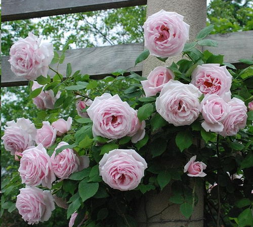 月季花盆的选择与养护