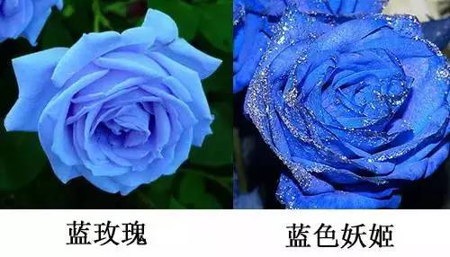 蓝玫瑰批发价多少一支？零售和批发的价格差异大吗